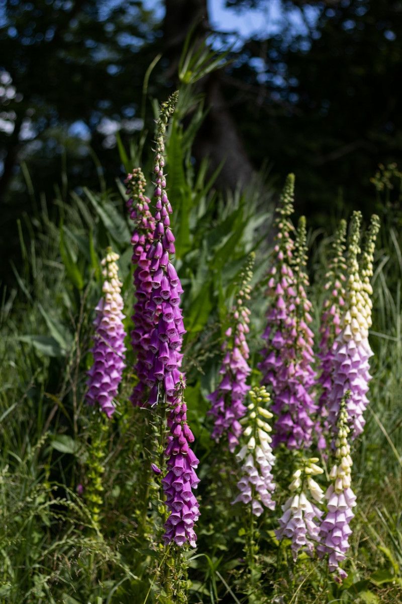 Inheemse - Bosplanten - Schaduw - Tuin - Digitalis - Bloemen - Natuurlijke habitat - vingerhoedskruid